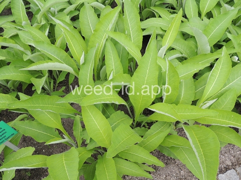 elecampane